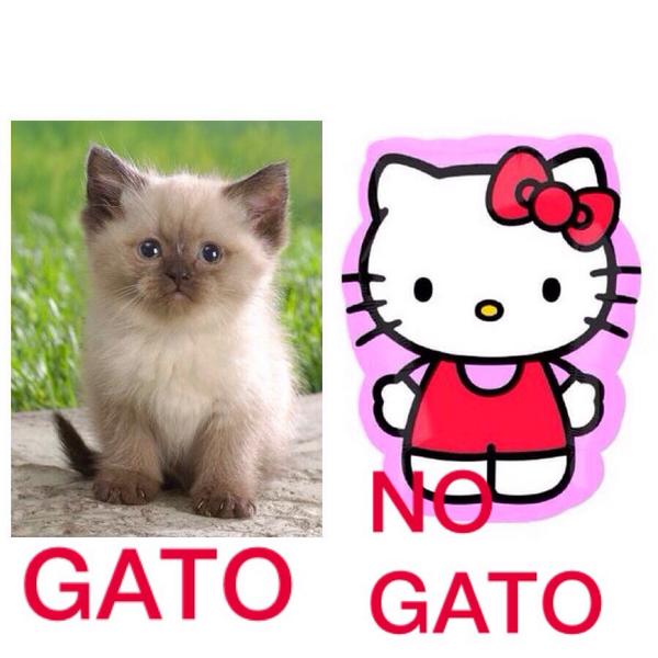 gatonogato