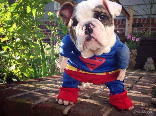 superdog