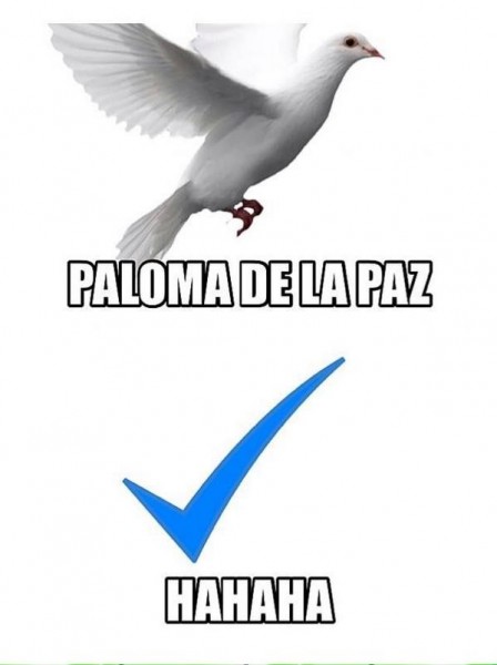 paloma