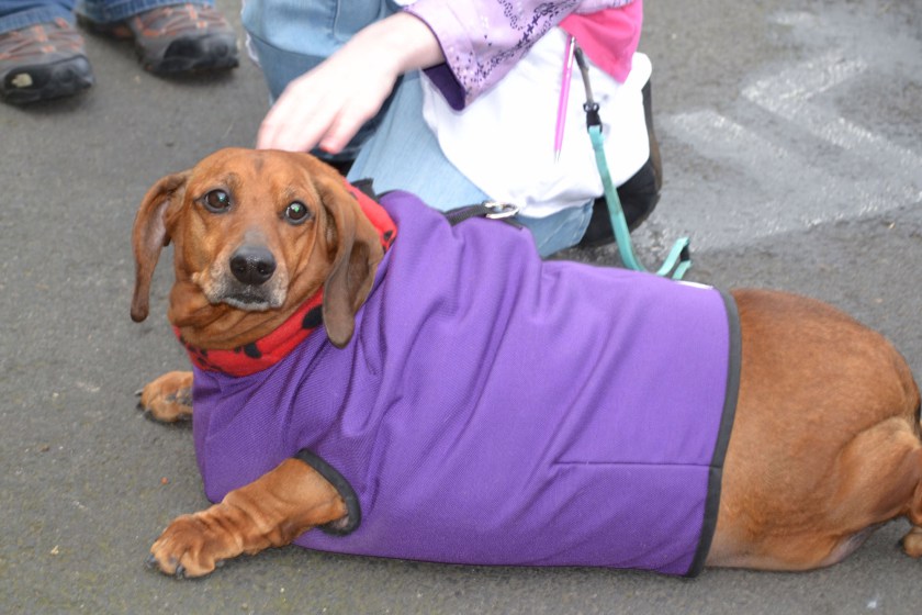 Weight loss Dog Calendar