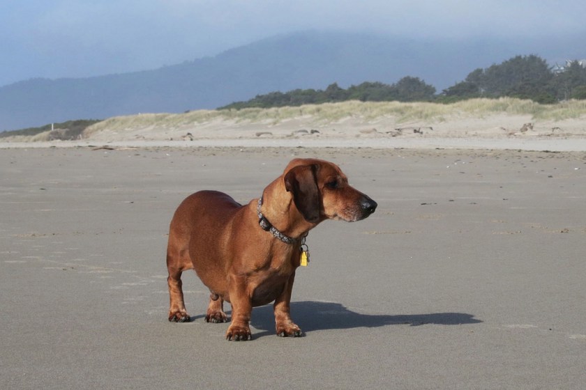 Weight loss Dog Calendar