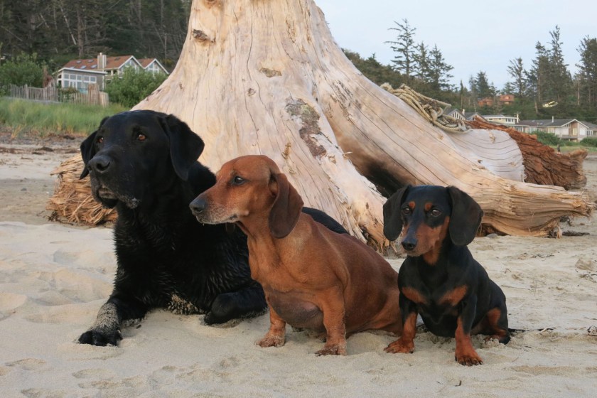 Weight loss Dog Calendar