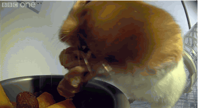 hamster-gif