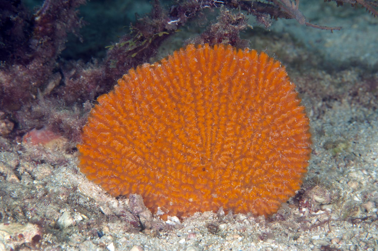 GettyImages-146142681-1444925550