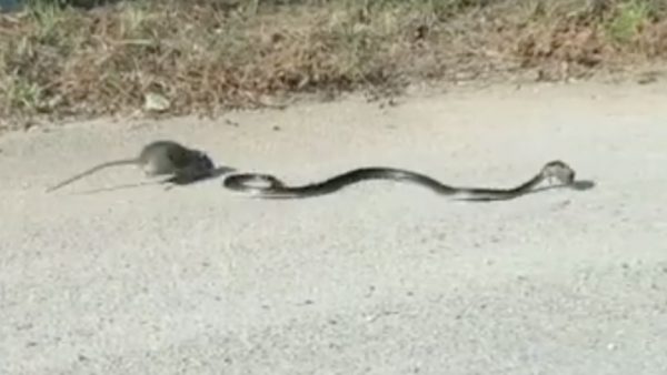 rata ataca a una serpiente