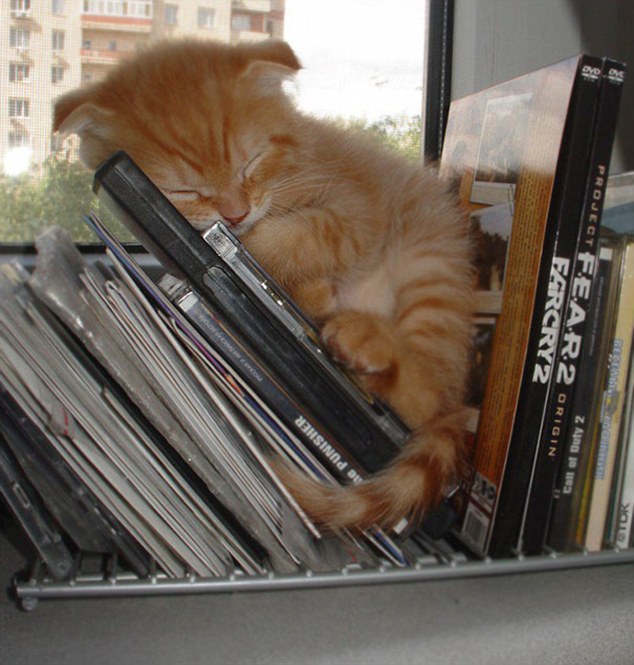 gatos toman las mejores siestas