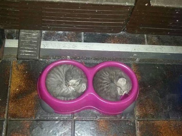 gatos toman las mejores siestas