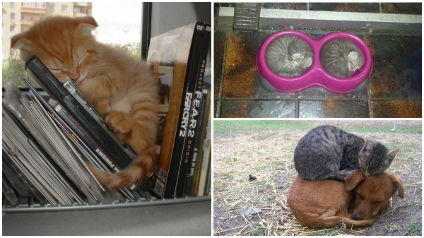 gatos toman las mejores siestas