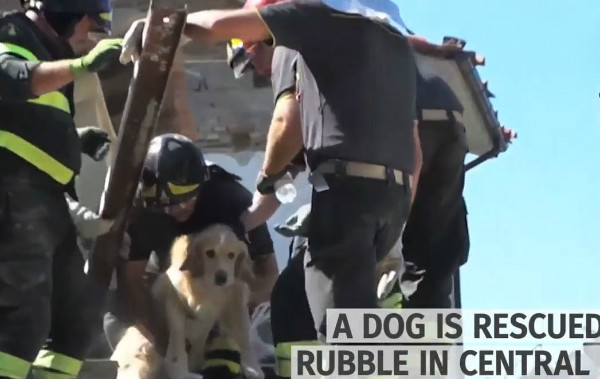 Perro sobrevivió 9 días