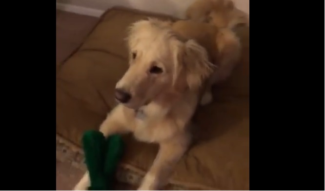 mascota juguete favorito