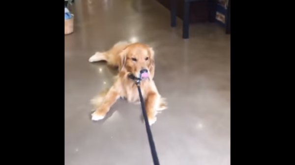 perro en una tienda