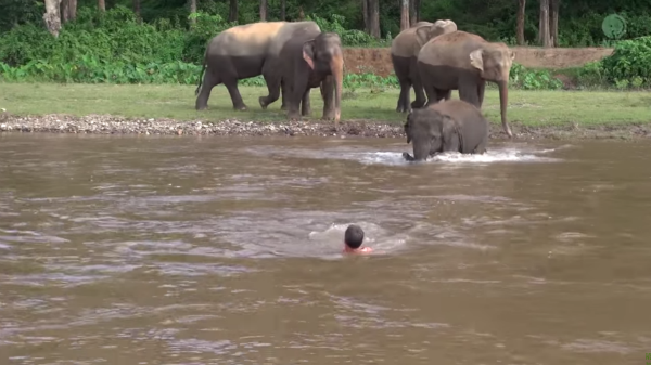 elefante rescata a su cuidador de morir ahogado