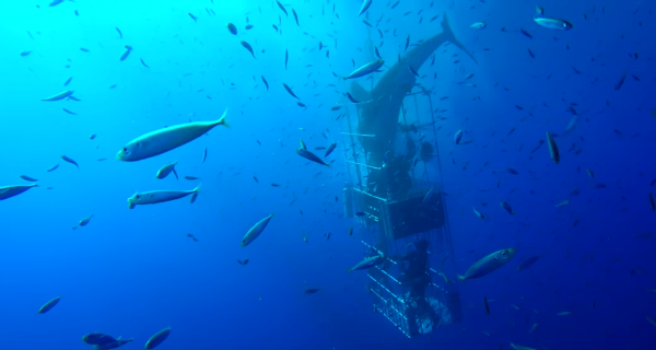 tiburón ataca a un grupo de buzos