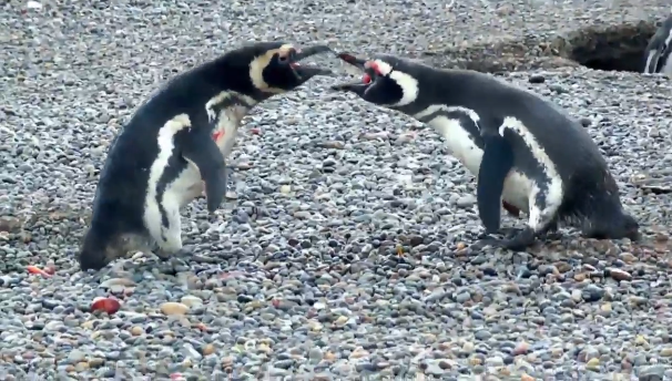 pelea entre pingüinos