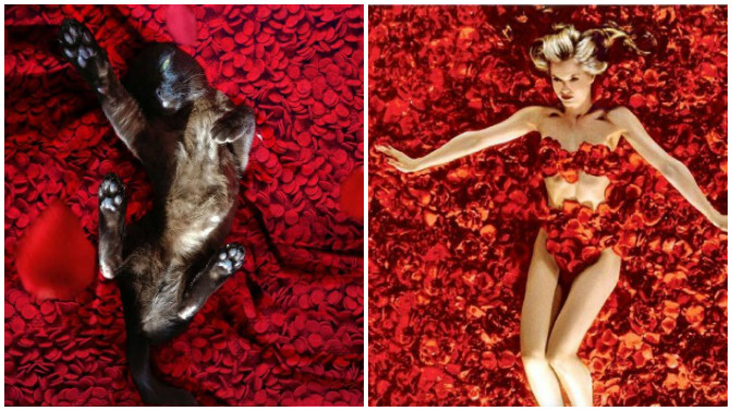 escenas de películas con su gato