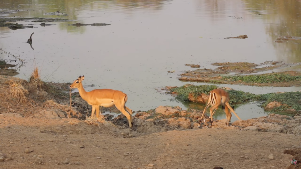 ataque de un cocodrilo