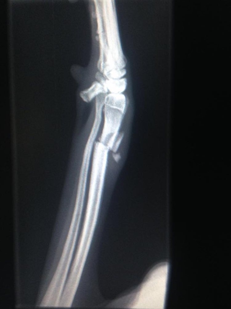 Perrita herida camina kilómetros