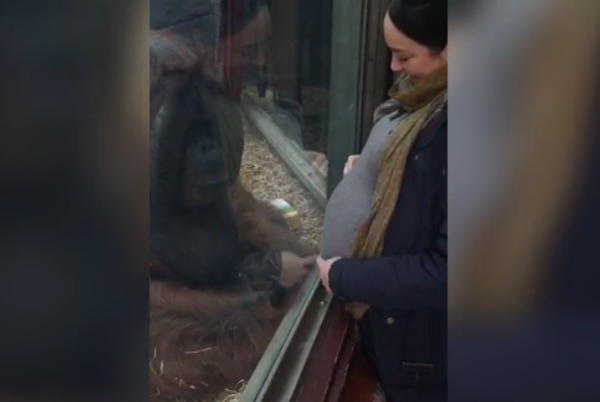 Orangutan y embarazada