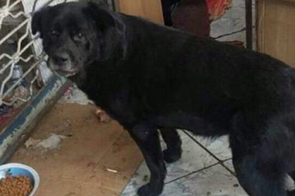 mujer mata a un perro