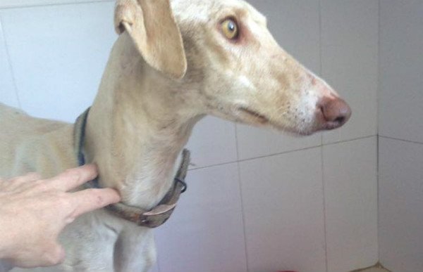 Perrita herida camina kilómetros