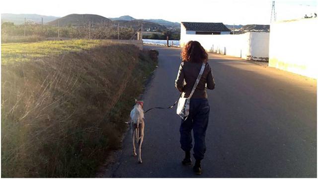 Perrita herida camina kilómetros