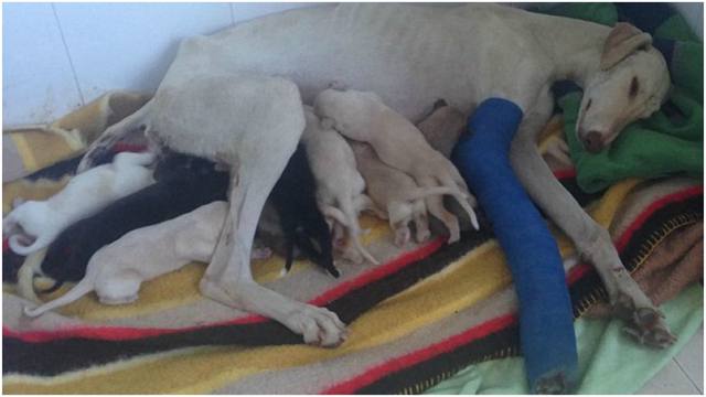 Perrita herida camina kilómetros