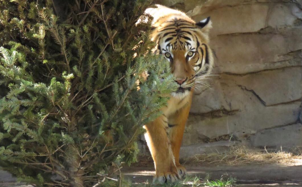 Tigre mata a un hombre de 40 años