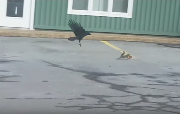 Ardilla defiende su rebanada de pizza