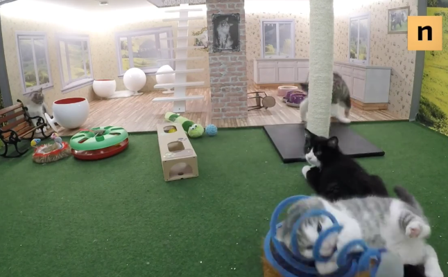 reality show más tierno del mundo