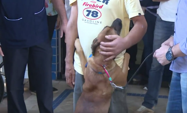 encuentro entre una mascota y su amo