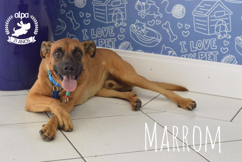 encuentro entre una mascota y su amo