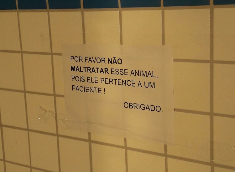 encuentro entre una mascota y su amo