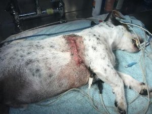 pitbull atacan a un hombre