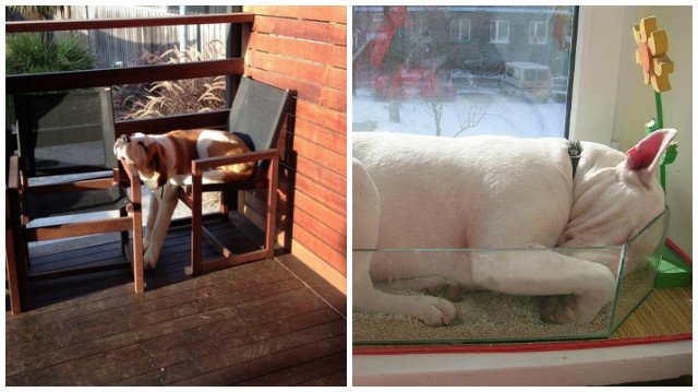 10 perros toman la posición más incómoda para dormir