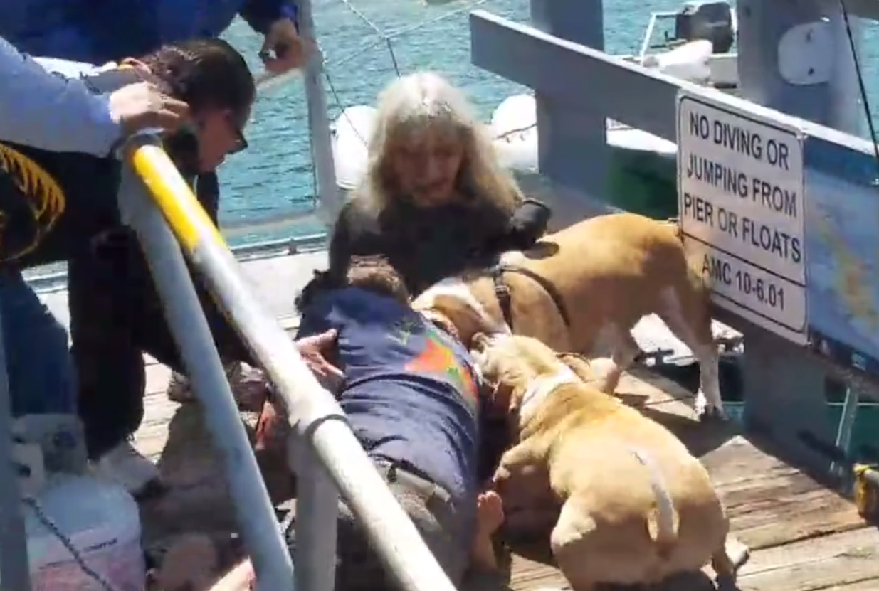 pitbull atacan a un hombre