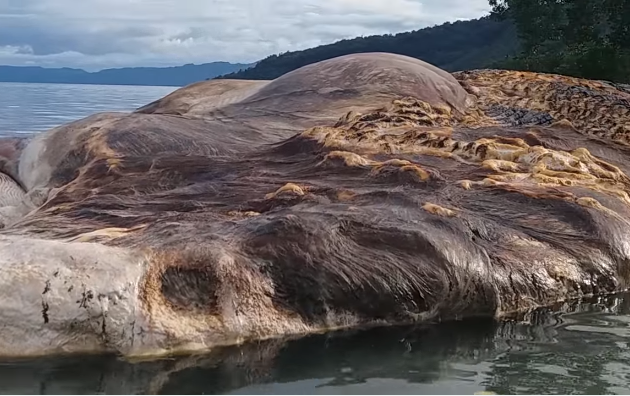 extraña criatura del mar