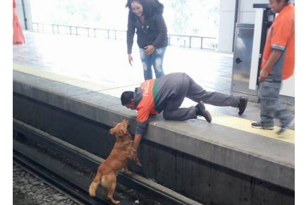 perrito electrocutado