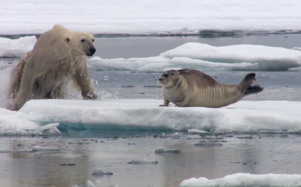 oso polar hambriento