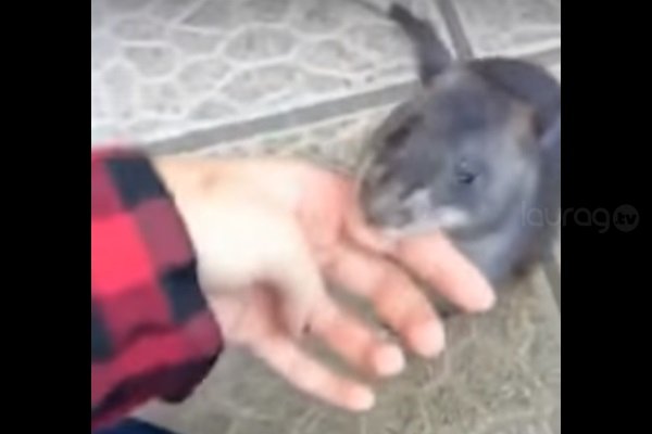 rata toma la mano de su dueña