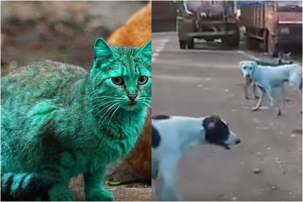 Perros azules