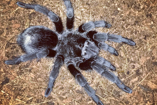 tarántula azul