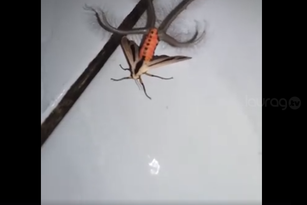 Espeluznante insecto