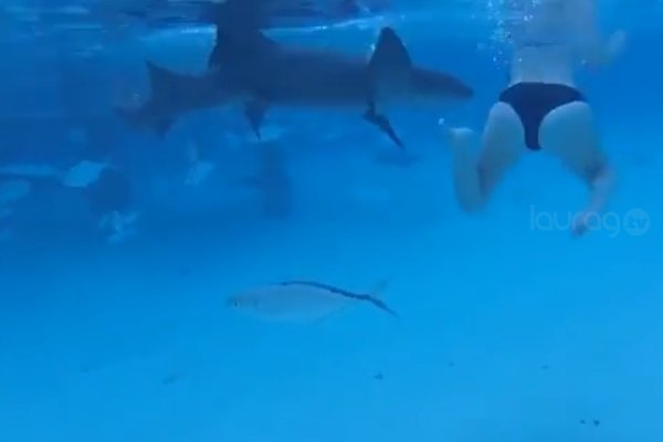 tiburón ataca a una mujer