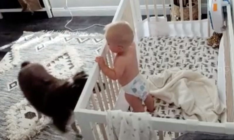 perrito-bebé-lauragtv