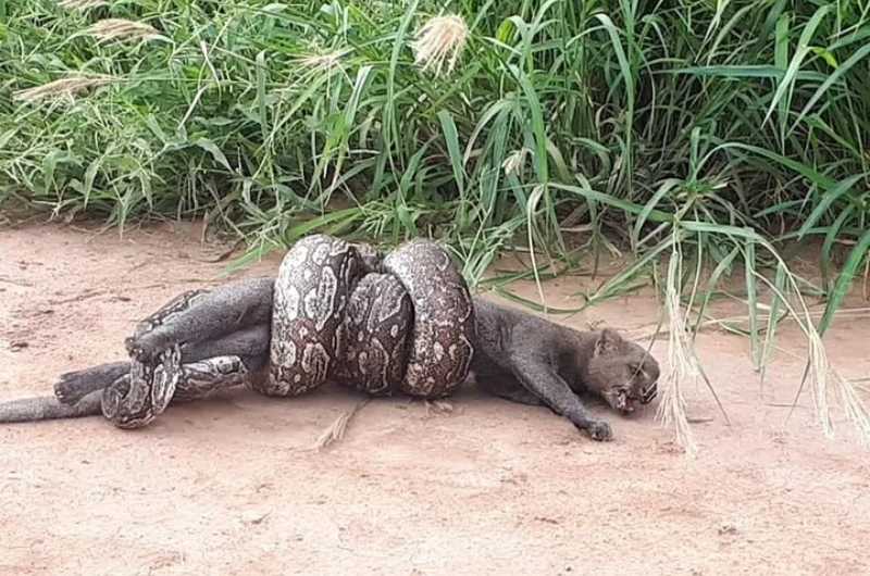 boa-lampalagua-puma-yaguarund&iacute;
