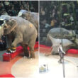 elefantes-circo-rusia
