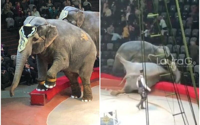 elefantes-circo-rusia