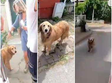 Perro Golden Retriever