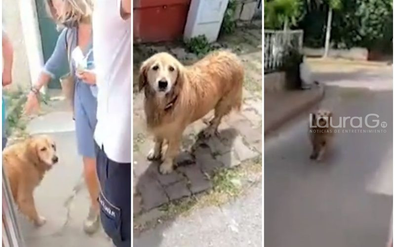 Perro Golden Retriever