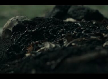 Cabinet of Curiosities